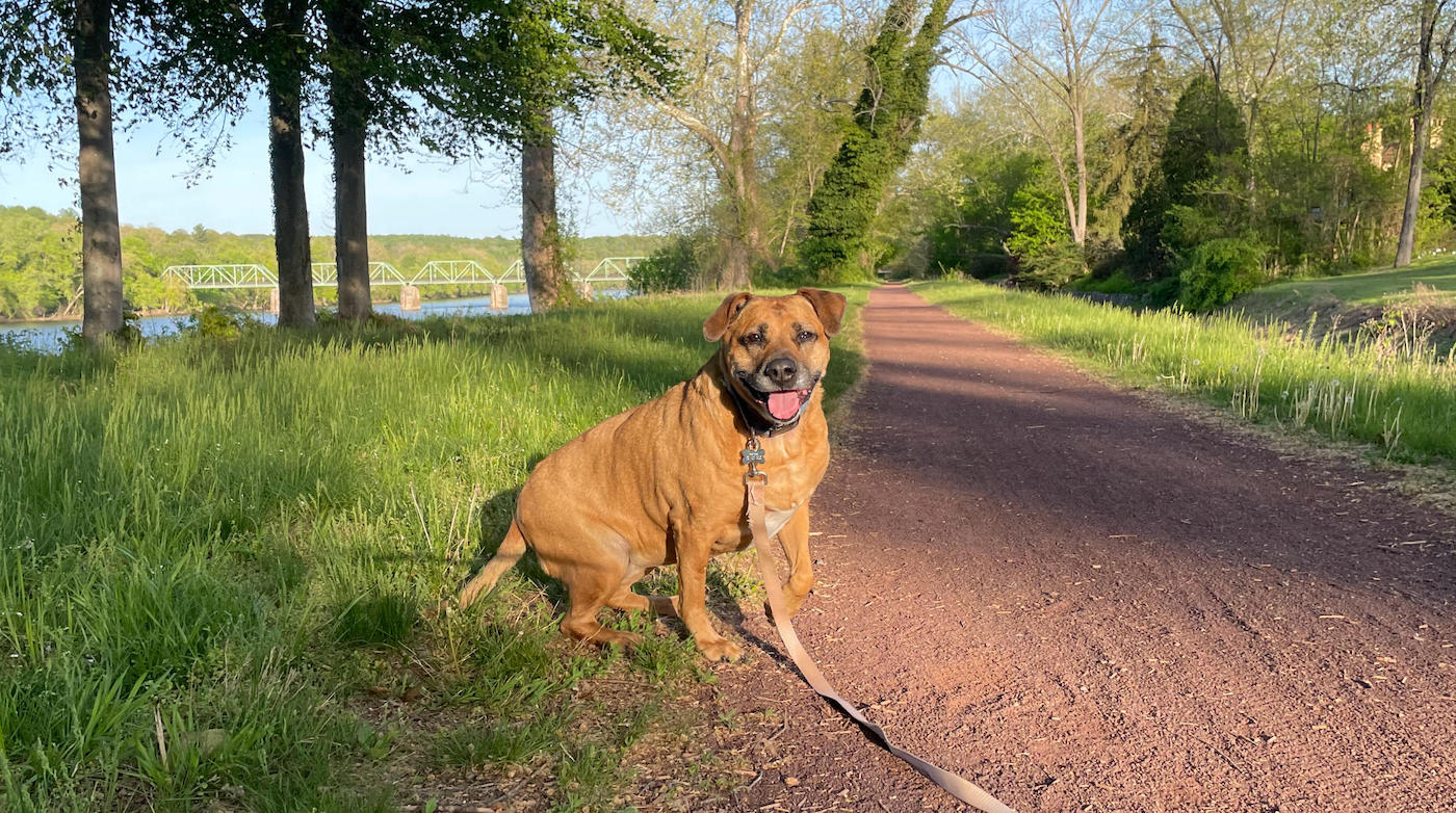 Dog next to the river in New Hope Pennsylvania