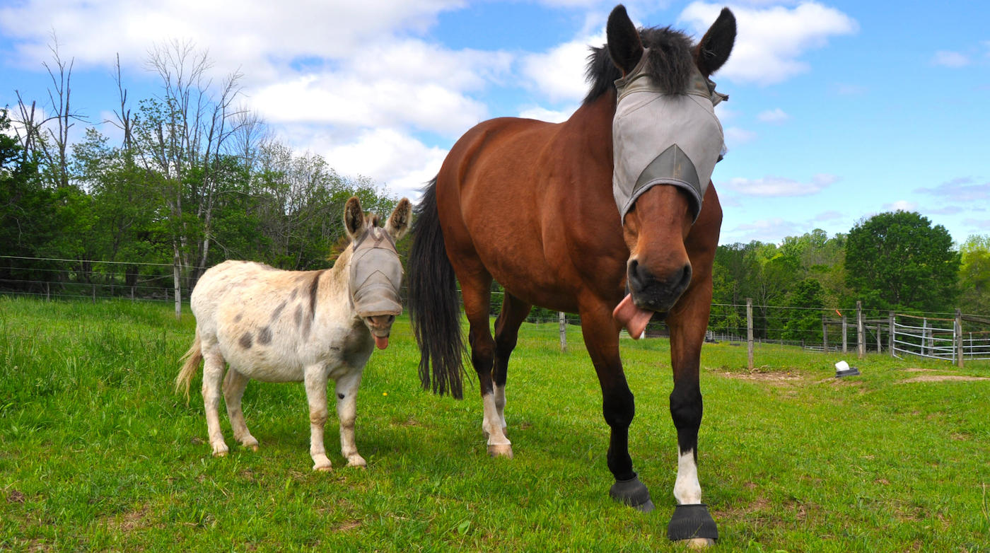 Horse and a donkey in a field