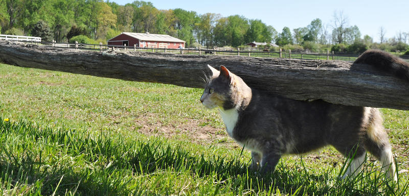 Outdoor cat on a farm
