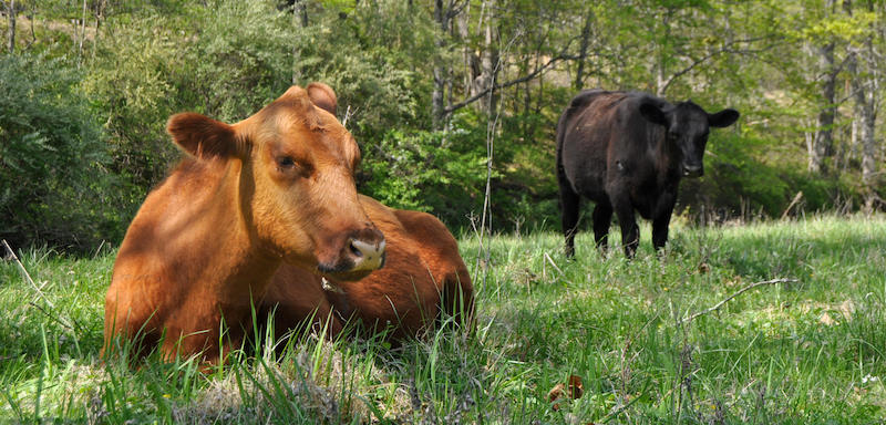 Cows in a field