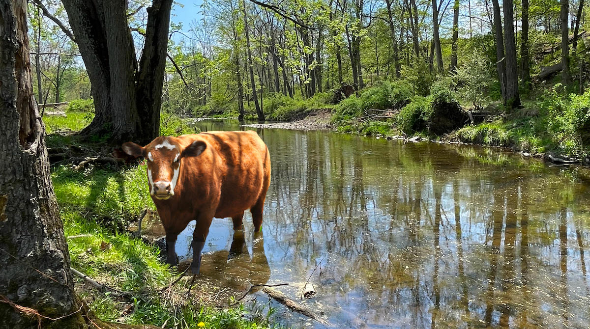 Cow in Alexauken Creek near Lambertville NJ