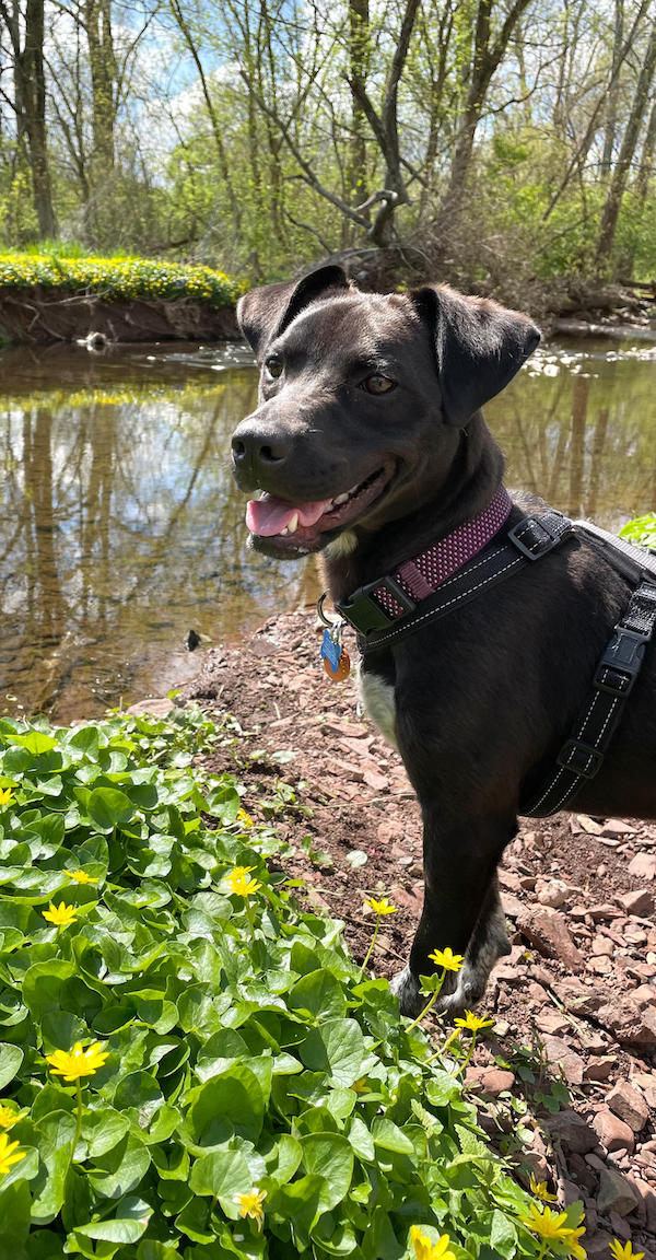 Dog smiling next to a creek in the woods