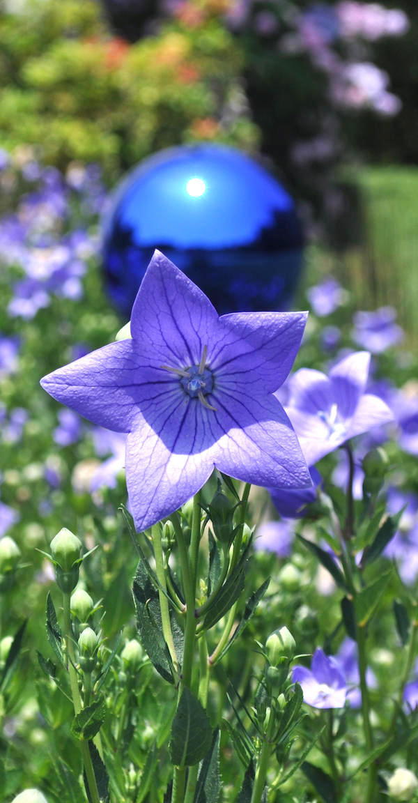 Up close picture of a flower in a garden