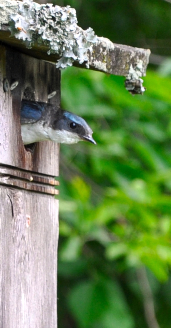 Wild bird in a bird house