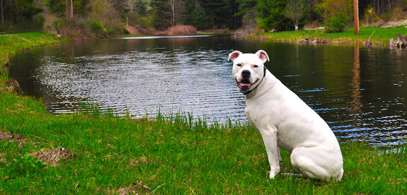 Dog in front of a pond