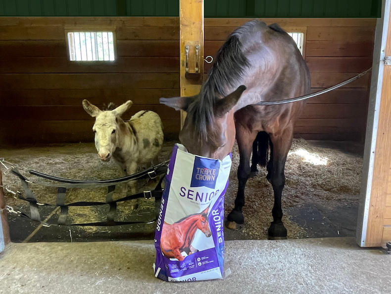 Horse eating horse feed next to a donkey