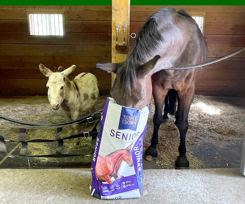 Horse eating feed out of a bag with a donkey
