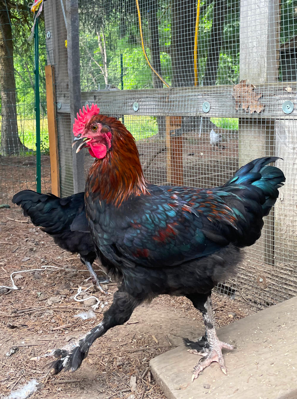 Rooster coming out of the hen house
