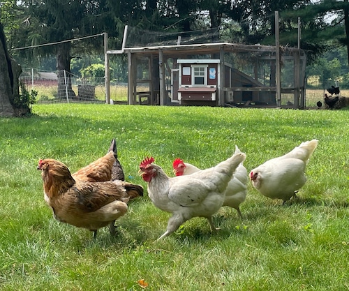 Chickens walking in front of their coup on a small farm