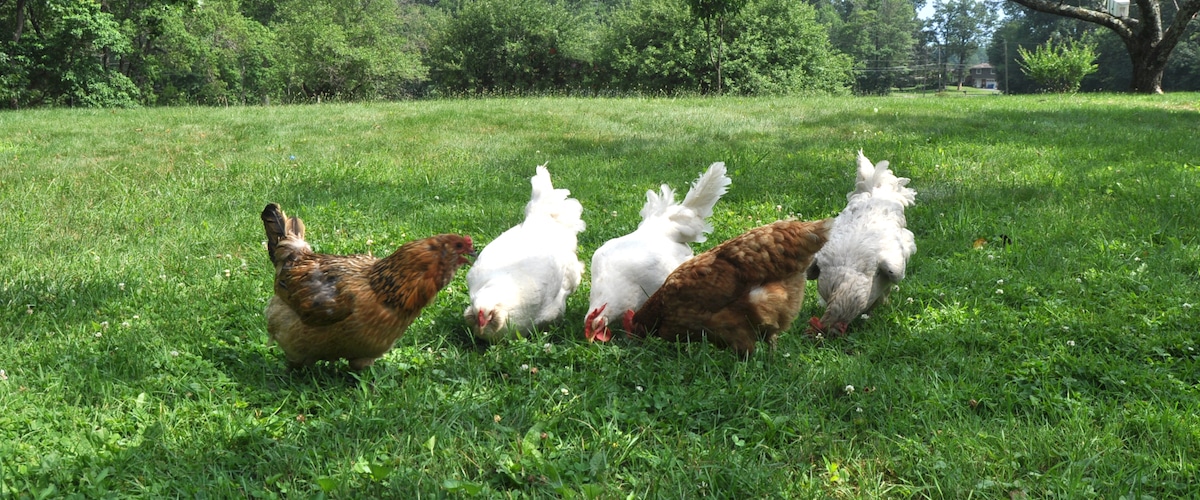 Chickens eating in the grass at a small farm
